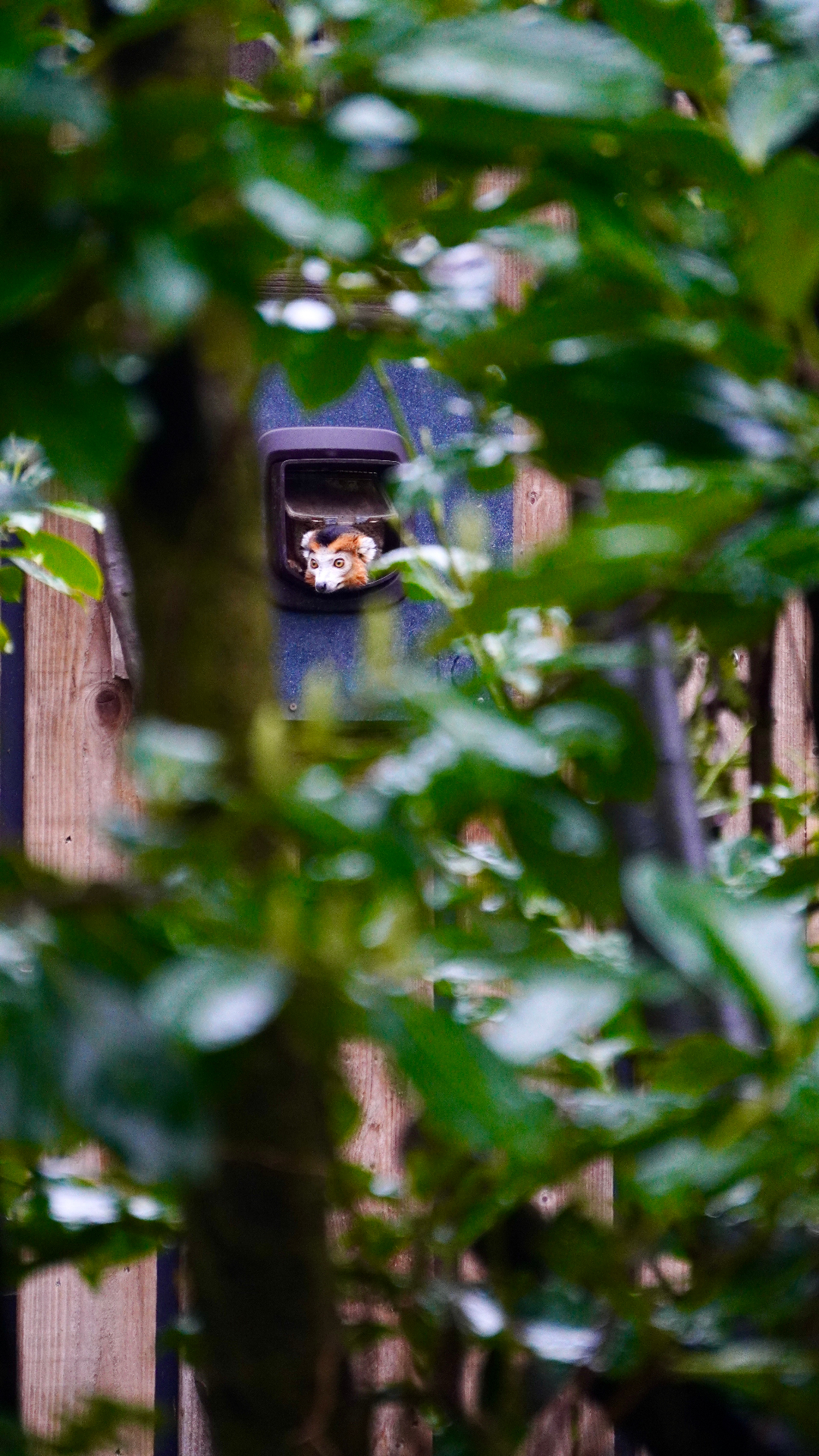 Red panda peeking through leaves