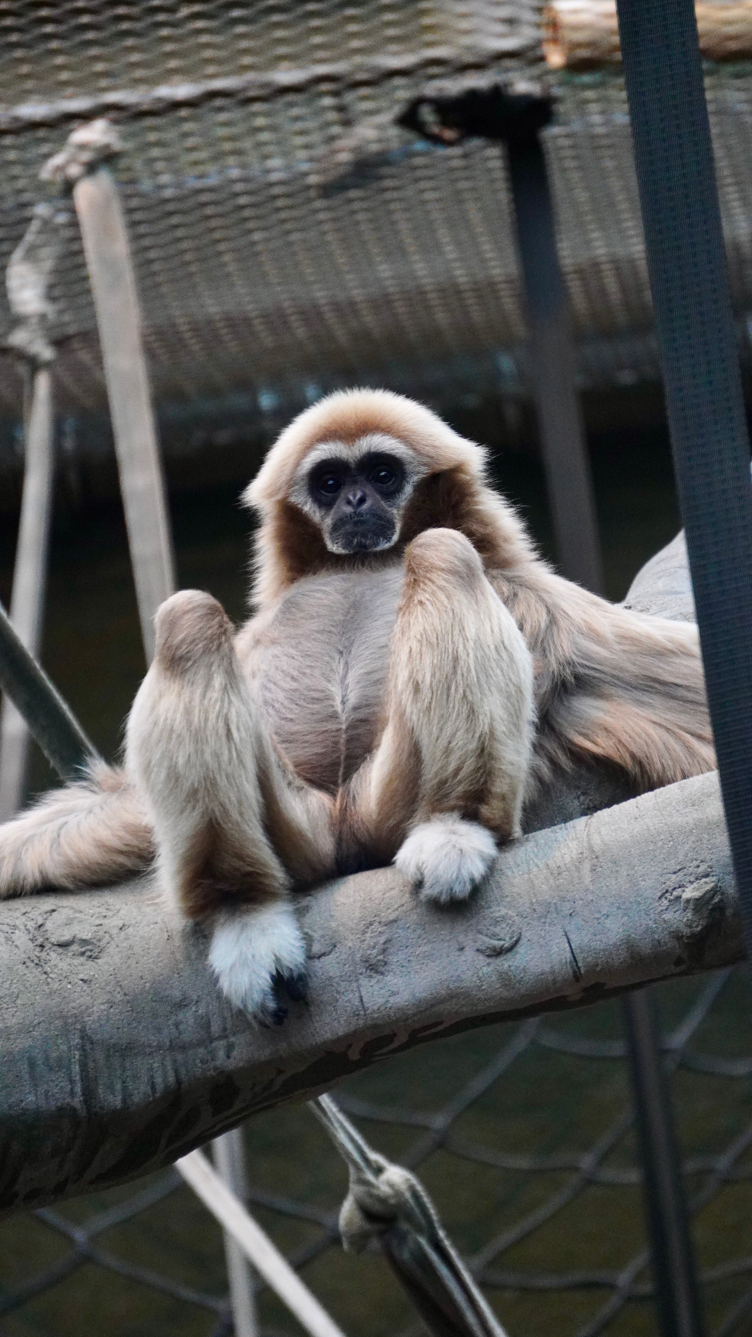 Gibbon portrait