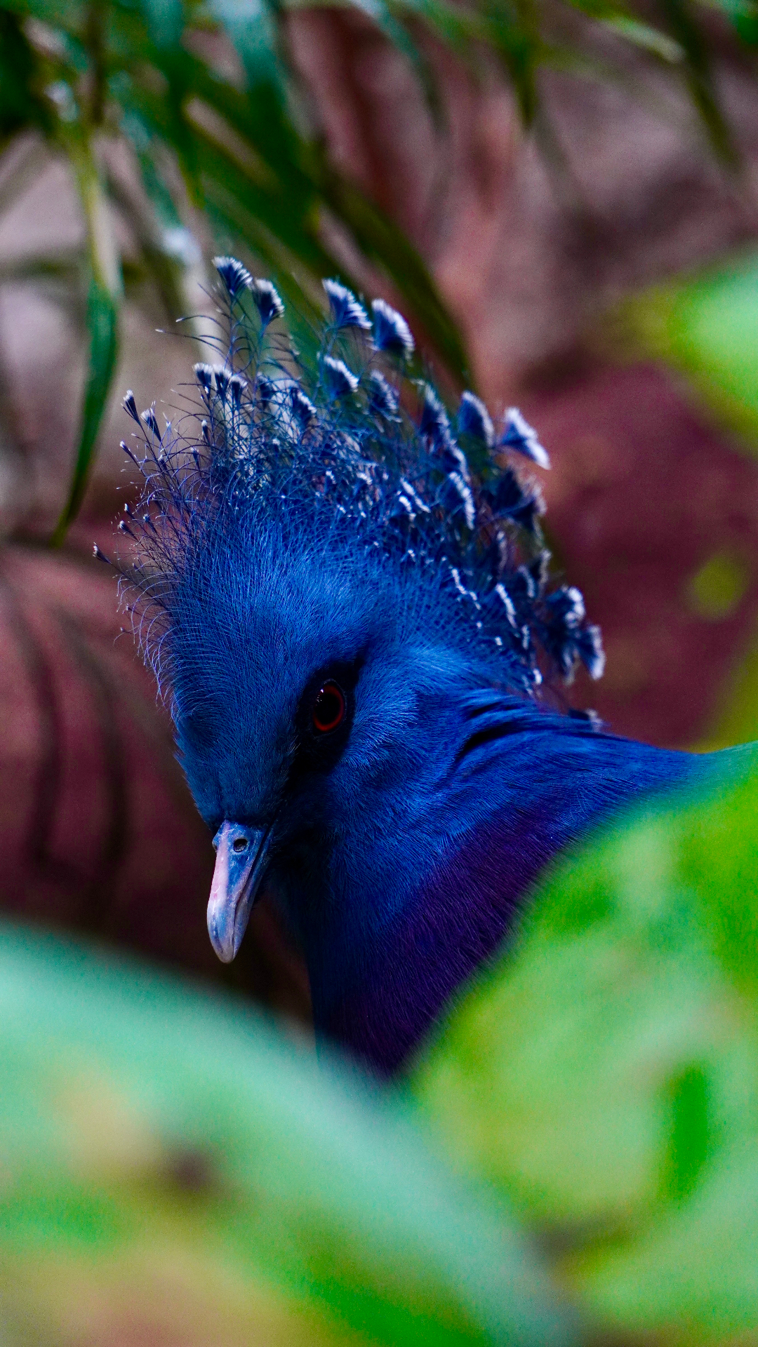 Blue crowned pigeon portrait